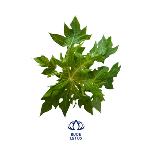 Feuilles de papaye _ meilleur prix du VietNam - Product Image 1