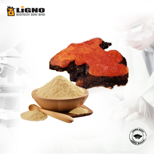 Poudre d'Antrodia Camphorata LiGNO AC07 Malaisie Soutien immunitaire du foie Certifié GMP OEM ODM Prêt Complément alimentaire fonctionnel - Product Image 1