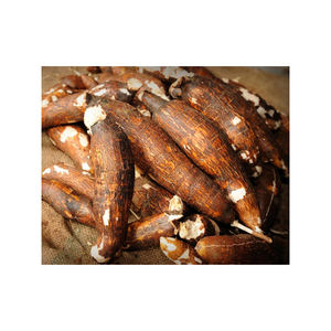 Envíos internacionales y cadenas minoristas de yuca fresca envasada - Product Image 1