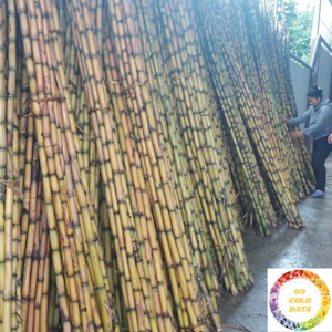 อ้อยแช่แข็งเวียดนาม IQF แปรรูปเพื่อความสดสูงสุด - Product Image 6