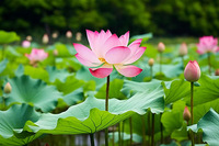 Fleurs de lotus fraîches naturelles-Fourniture directe à la ferme pour la décoration, les cérémonies spirituelles et les arrangements d'événements