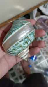 Conchas de mar naturales grandes al por mayor, conchas de Caracol de mar, conchas de vieira blancas para decoración, listas para exportar desde Vietnam - Product Image 3