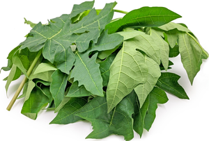 Vente en gros de feuilles de papaye séchées qualité supérieure bon marché feuille de papaye séchée fournie du Vietnam - Product Image 4