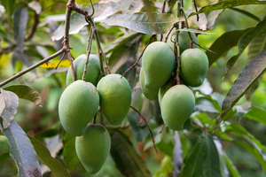 Cao cấp hữu cơ lớp xuất khẩu chất lượng tươi xoài (Hoang Dã xoài bao gồm) ngọt ngào ngon ngọt hương vị cho siêu thị nhà nhập khẩu toàn cầu - Product Image 5