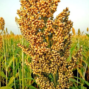 VENTES EN GROS VIETNAM MILLET GRAIN NATUREL ALIMENT SANTÉ COÛT CONCURRENTIEL - Product Image 5