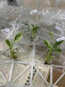 <span class=keywords><strong>กล้วย</strong></span>มูซา โนโน พิงค์ วาเรียเกต ที่เพาะเลี้ยงด้วยวิธีการเพาะเลี้ยงเนื้อเยื่อ |   ต้นไม้ใบเขตร้อนหายากสำหรับตกแต่งภายในและสวน - Product Image 4