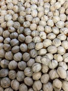 เมล็ดถั่วฮิกกอรี่สำหรับขายขนมหรืออาหารที่มีคุณค่าทางโภชนาการของคุณ - Product Image 2