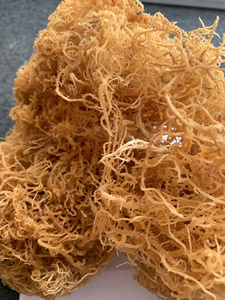 Musgo Marino Seco Natural al por Mayor - Fresco de Granja y Altamente Nutritivo - Precio Competitivo de Exportación - Product Image 3