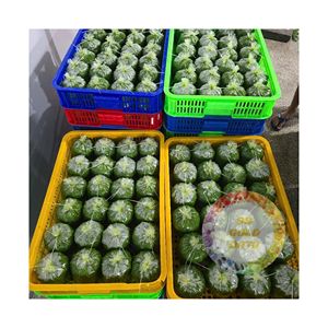 Hojas de yuca congeladas premium a granel al por mayor de hojas verdes naturales de Vietnam para el procesamiento de alimentos y el mercado de exportación - Product Image 6