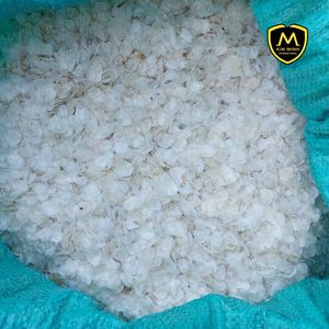 เกล็ดปลาขนาดใหญ่พรีเมี่ยม (ขนาด1ซม. ขึ้นไป) สำหรับการสกัดคอลลาเจนและเจลาติน - Product Image 2