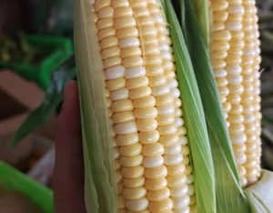 Maíz Orgánico Natural Deshidratado de Fruta de la Pasión, Alta Pureza, Sin OMG, 24 Meses de Vida Útil, Suministro a Granel 25t para la Industria Alimentaria Humana - Product Image 5