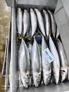 Pesce Scad Muroaji IQF Congelato Biologico Naturale per Esche Marine - Marca HUANGDA, Cartone da 10kg, Giallo - Product Image 3