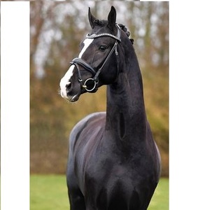 Venta al por mayor de alta calidad de cuero de caballo Brida de cuero de caballo Precio al por mayor Brida de cuero de caballo 2018 Venta caliente - Product Image 5