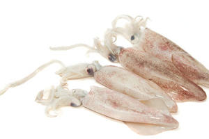 Calmar Loligo de bonne qualité, fournisseur de calmar Loligo frais au Vietnam, produit de fruits de mer, calmar Loligo pour les vacances - Product Image 2