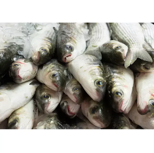 IQF กระบอกน้ำสีเทาเสียใจมากสำหรับฤดูกาลใหม่ - Product Image 1