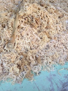 เวียดนาม cottonii สาหร่ายทะเลนิมบัสตัดยอดที่เหลือดวงอาทิตย์แห้งมหาสมุทรการทำอาหารสดใช้จำนวนมากส่งออกโดยตรงคุณภาพการค้าระดับโลกในทะเล - Product Image 2