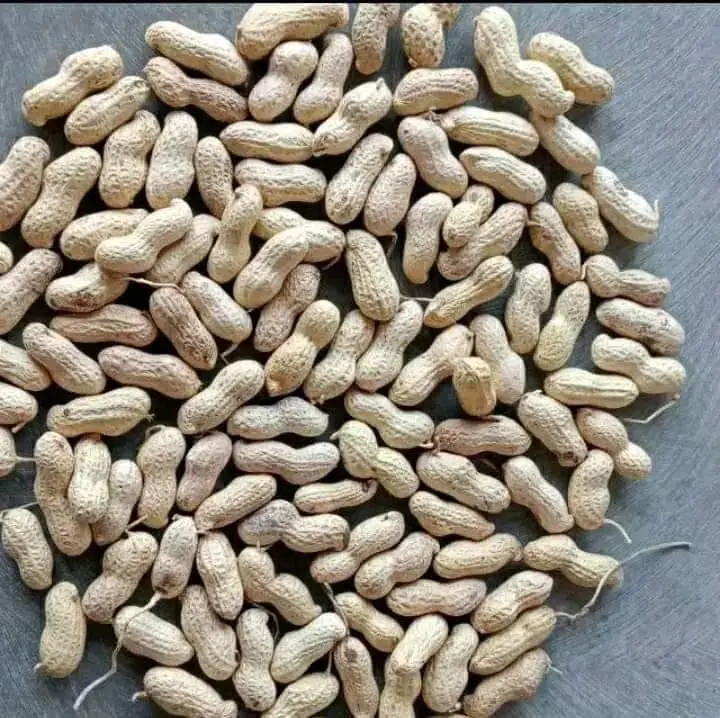 Cacahuètes en coquille à vendre
