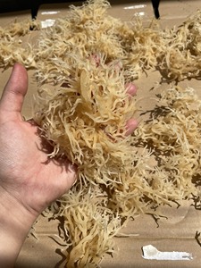 Venta caliente seamoss Jamaican seamoss tarros - Product Image 2