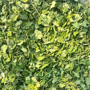 Hojas de Moringa Secas, Calidad de Exportación con Certificación GMP - Product Image 1