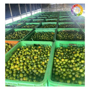 น้ำซุปข้น Iqf Calamansi น้ำซุปข้นแช่แข็งเข้มข้นน้ำซุปข้นน้ำผลไม้แช่แข็ง iqf - Product Image 4