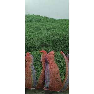 Chiles Verdes Frescos para Programas de Importación de Cadenas de Supermercados - Product Image 2