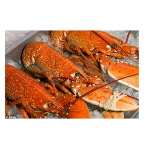 Homard américain entier surgelé de haute qualité disponible à la vente à bas prix - Product Image 3