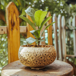 Meilleure vente d'orchidées en pot, fleurs d'orchidées, bonsaï, nouveau style, coquilles de noix de coco, pots en bois naturel, jardinière de cactus - Product Image 5
