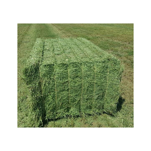 Foin d'alfalfa abordable fourni en grande quantité pour l'alimentation des animaux laitiers et du bétail - Product Image 2