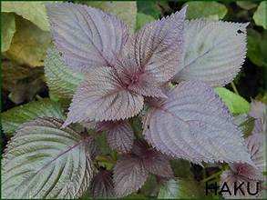 POLVO DE HOJA DE PERILLA PURA PARA APOYO INMUNE Y DESINTOX NATURAL ETIQUETA LIMPIA FÓRMULA BOTÁNICA - Product Image 4