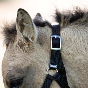 Licol pour poulains, colts et fillies, réglable, mini rembourrage doux, boucles en acier inoxydable et cuir robustes, noir - Product Image 4