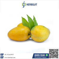 Mangue Badami biologique la plus vendue de délicieux fruits frais à saveur sucrée à prix compétitif
