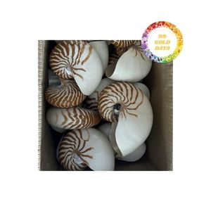 Venta al por mayor de conchas marinas a granel de Vietnam para fabricantes y mayoristas de alta calidad a buenos precios - Product Image 3