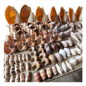 Concha de trompeta natural: concha de trompeta vietnamita, perfecta para exhibiciones de hoteles elegantes y grapas de decoración del hogar en demanda - Product Image 2