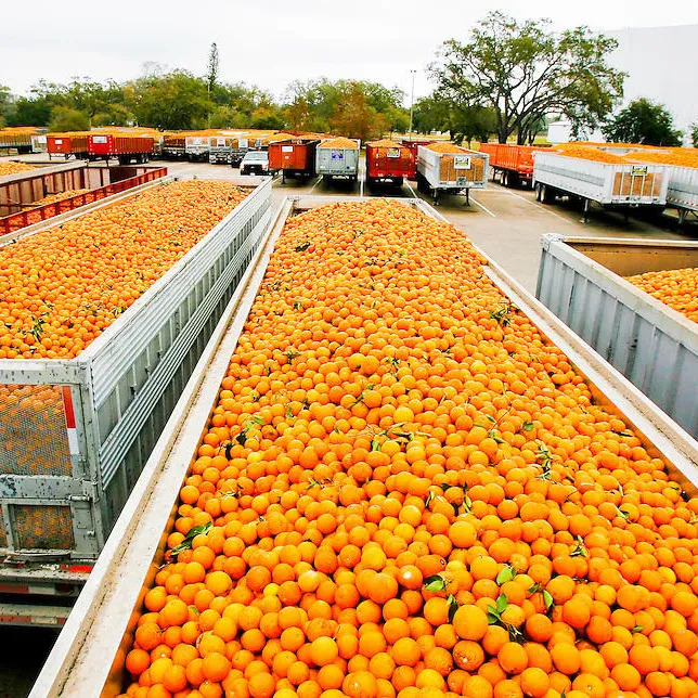 Oranges fraîches sucrées et sans pépins