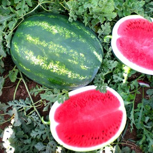 ครีมสันสดเนื้อแตงโมหวานฉ่ำสดครีมสันแตงโมตัวเลือกที่ดีที่สุดสำหรับขายส่งจำนวนมาก - Product Image 6
