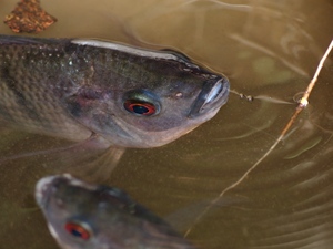 Bioflok-meilleurs probiotiques pour la formation de floc - Product Image 4