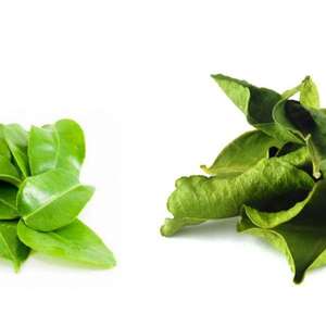 Hojas de Lima Kaffir secadas al sol premium a granel: auténtico sabor vietnamita - Product Image 5