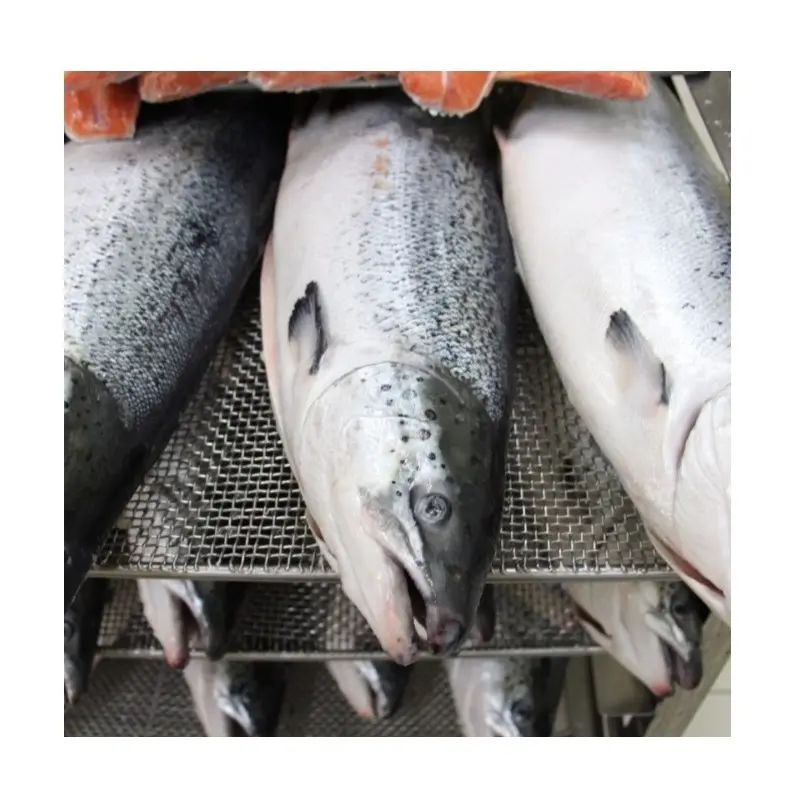 Kualitas Terbaik Harga terbaik pasokan langsung ikan segar/beku ikan Salmon massal Stock segar tersedia untuk ekspor