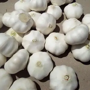 Fresh Harvest White Garlic For Sale at Wholesale Price