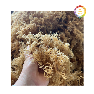 Musgo marino irlandés seco de alta calidad para exportación Fuente caribeña Perfecto para venta minorista y fabricación a bajo costo - Product Image 6