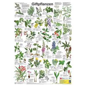 Affiche éducative allemande DIN A1 sur les plantes toxiques pour les kits - Product Image 3