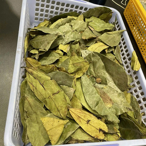 Premium Dried Soursop Leaves for Herbal Tea - Product Image 1
