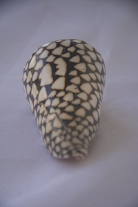 Conus Marmoreus SEASHELL BIJOUX Conidae Conus Shell Motif Noir & Blanc Poli Taille 8-10cm - Product Image 5
