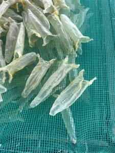 Produit de la mer traditionnel vietnamien de qualité supérieure, vessie de poisson séchée - Product Image 4