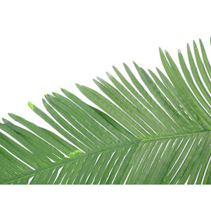 Palmera Artificial de Coco Real con Hojas de 180 cm - EUROPALMS - Product Image 2