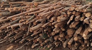 Estacas de madera de eucalipto recubiertas de polvo ecológicas de alta calidad Color natural para uso en construcción de jardines Excelente costo - Product Image 4