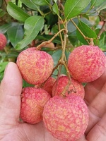 Vers Tropisch Fruit Lychee Verse Bestseller Van Vietnam Fruit Zoete En Sappige Lychee Laatste Seizoen Concurrerende Prijs