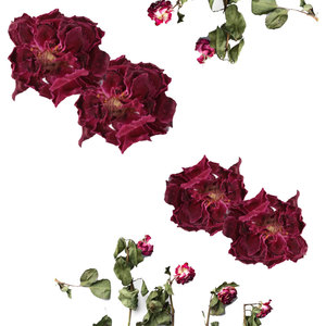 Fleur de rose rouge séchée | Utilisé dans le remplissage et les mélanges de sachets de thé - Product Image 6