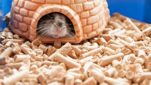 Granulés de bois de qualité supérieure Litière pour chat Solution de salle de bain pour chaton naturelle et écologique - Product Image 2