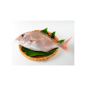 Selección superior de pescado de alabaca roja congelada, ofrecido a precio de descuento para compradores comerciales a gran escala. - Product Image 2